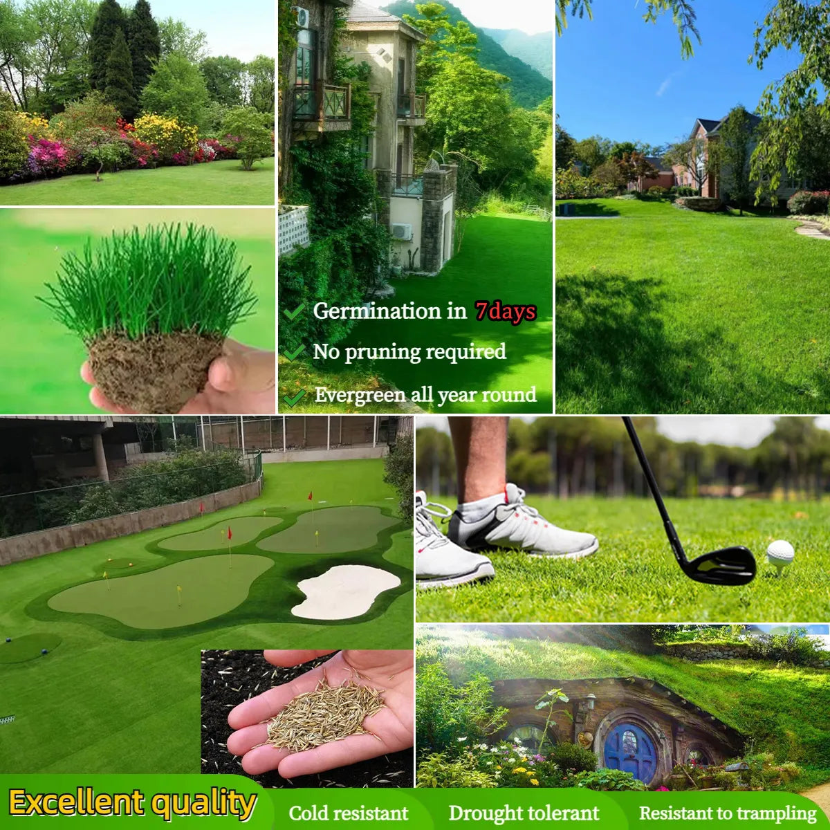 All Seasons Evergreen Grass Seeds | Fast Germination | Year-Round Beautiful Green Lawn