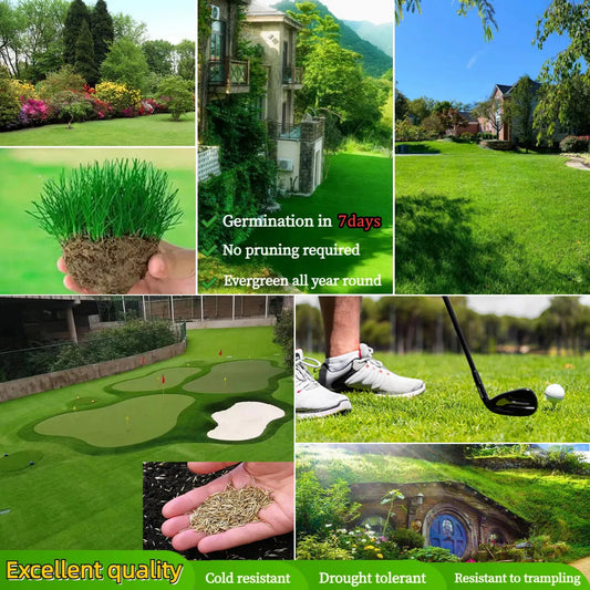 All Seasons Evergreen Grass Seeds | Fast Germination | Year-Round Beautiful Green Lawn