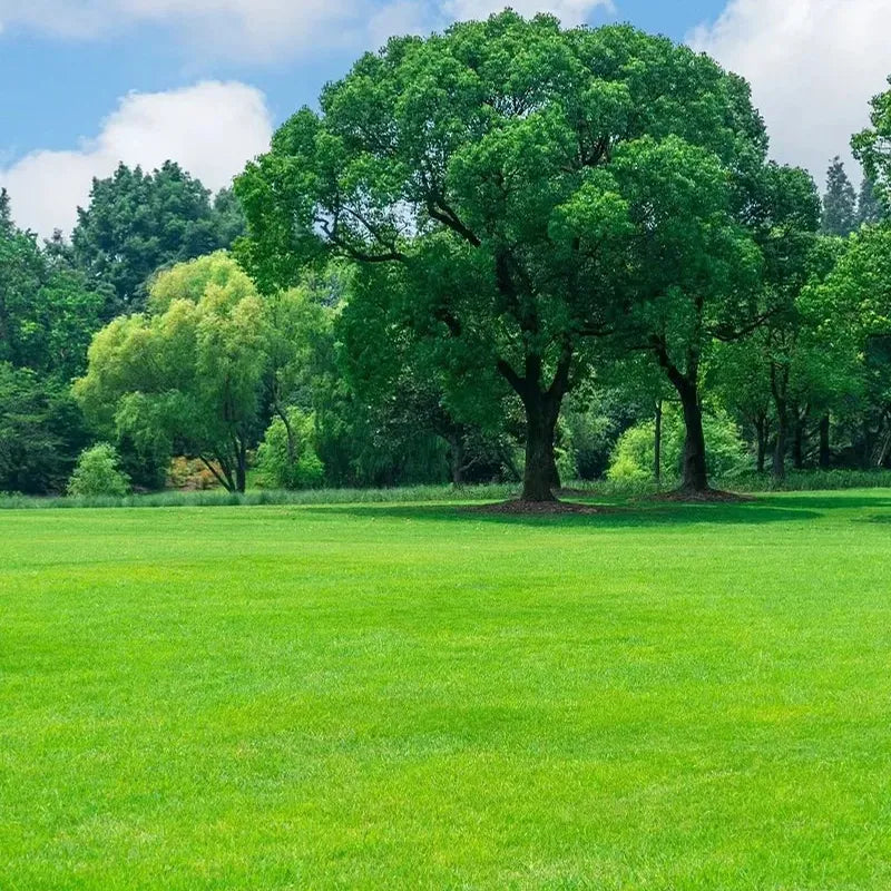 All Seasons Evergreen Grass Seeds | Fast Germination | Year-Round Beautiful Green Lawn