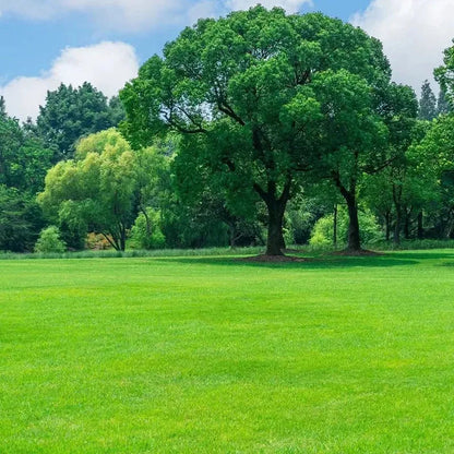 All Seasons Evergreen Grass Seeds | Fast Germination | Year-Round Beautiful Green Lawn