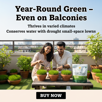 All Seasons Evergreen Grass Seeds | Fast Germination | Year-Round Beautiful Green Lawn