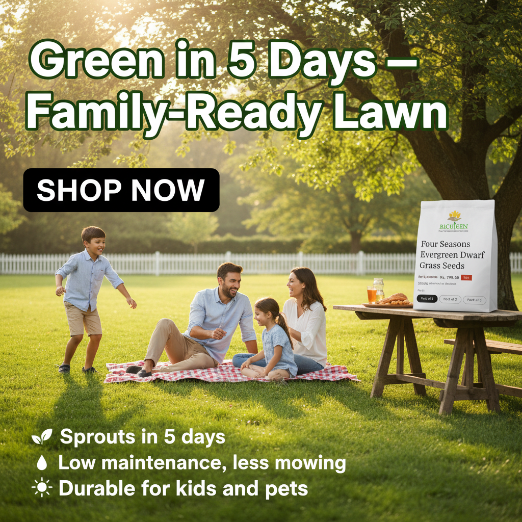 All Seasons Evergreen Grass Seeds | Fast Germination | Year-Round Beautiful Green Lawn